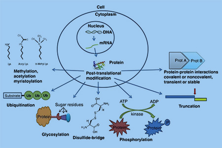 翻譯后修飾專題